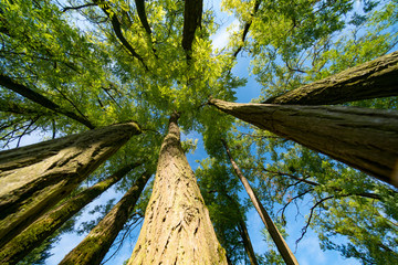 Wall Mural - A view of the top through tree trunks with leaves