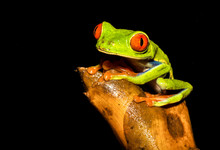 Red-eyed Tree Frog On Branch