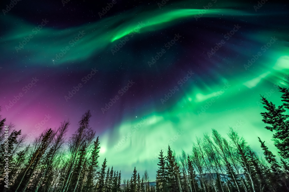 Green and purple Northern Lights over trees in Alaska - obrazy, fototapety, plakaty 