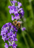 Fototapeta Lawenda - Bee on Lavender