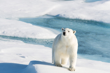 Wall Mural - Polar bear on the pack ice