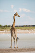 Giraffe at Water Edge 