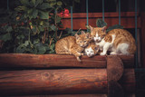 Fototapeta Koty - Cute red cats family together with kitten resting on wooden logs in rural countryside village in vintage rustic style