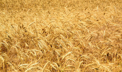 Field with ripe yellow wheat