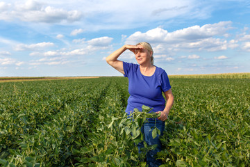 Wall Mural - Senior female farmer standing in a soybean field and examining crop.