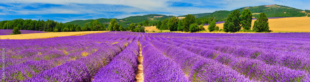 Panorama of lavender field - obrazy, fototapety, plakaty 