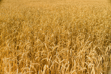 Wheat field, wheat background