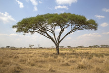 Umbrella Tree In Serengeti National Park, East Africa
