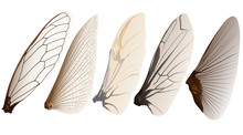 Insect Wings