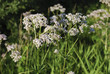 White wildflowers of Anise (Pimpinella anisum), also called aniseed, is a flowering plant in the family Apiaceae.