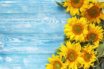 Yellow sunflowers on blue wooden background. Copy space.