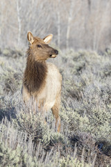 Wall Mural - cow elk in sagebrush meadow with grass and trees