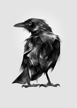 Drawn Isolated Setting Bird Blackbird