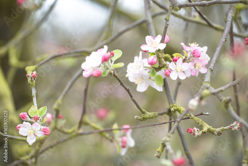 Printemps Arbre En Fleurs Pommier Cerisier Buy This