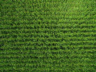 aerial view top view of green corn plants in a corn field in germany