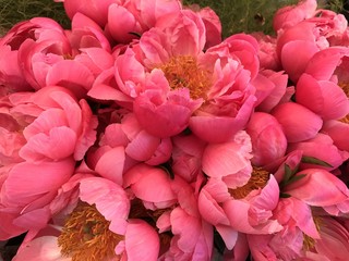 Wall Mural - Peonies beautiful peony pink flower bouquet 