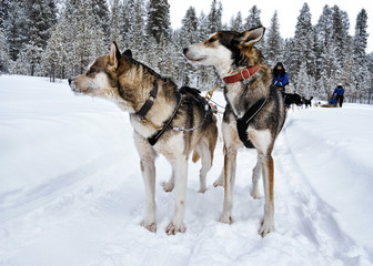 Wall Mural - People on Husky dogs sleighs in winter forest Northern Finland