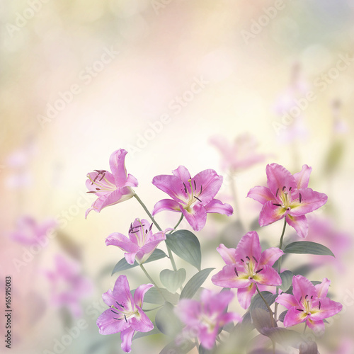 Pink Lily Flowers blossom