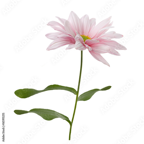 Pink flower blossom
