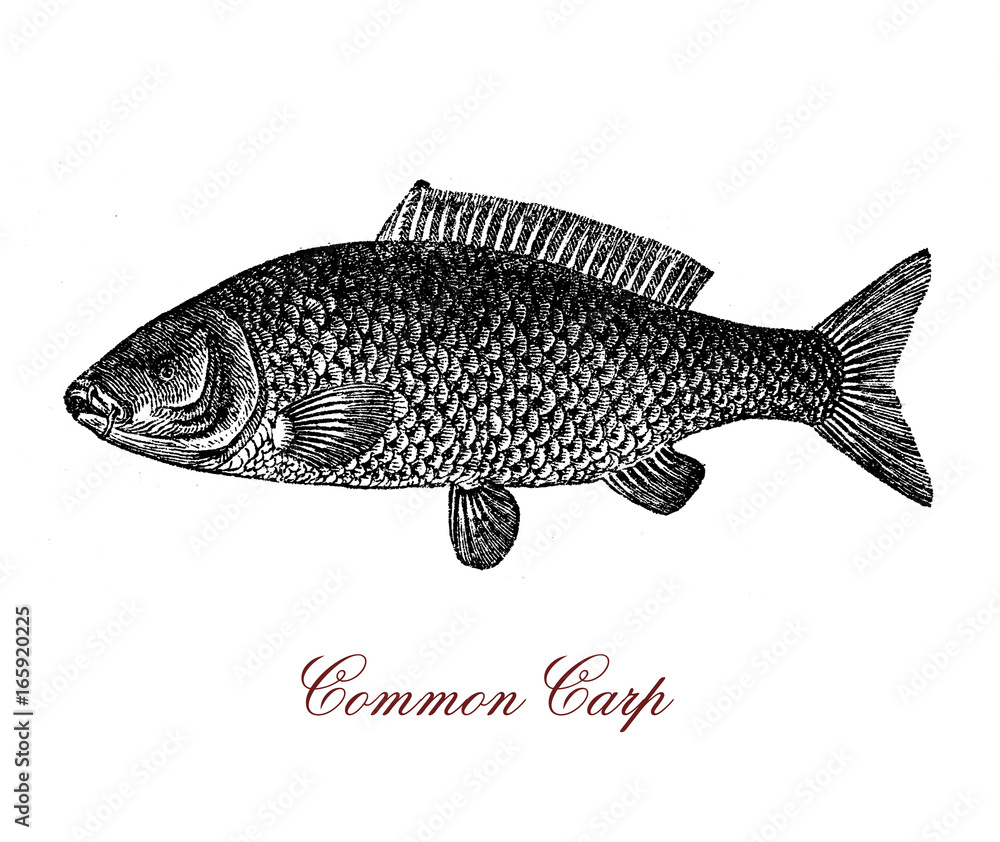 Vintage engraving of common carp, freshwater fish since antiquity ...