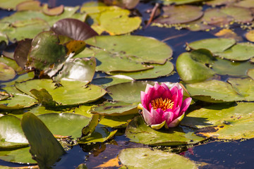 Water Lily Flower