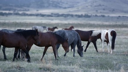 Wall Mural - Wild horses grazing in slow motion at dawn