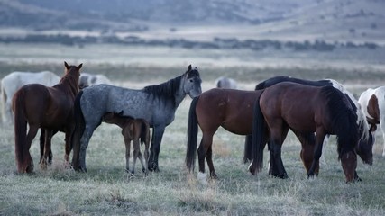Wall Mural - View of wild horses grazing as young filly nurses