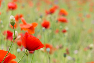 red poppies in the field sunny day