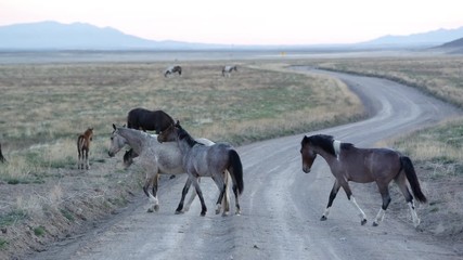 Wall Mural - Panning view of wild horses crossing dirt road
