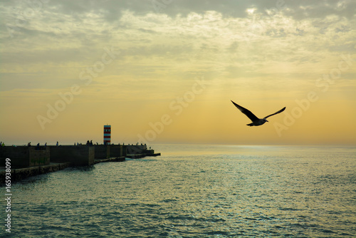 Gaivota Voando Ao Por Do Sol Foz Do Rio Douro Porto Portugal Buy This Stock Photo And Explore Similar Images At Adobe Stock Adobe Stock