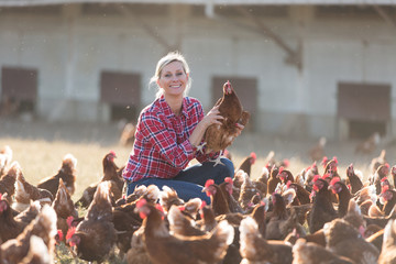 Wall Mural - Female veterinarian with chicken