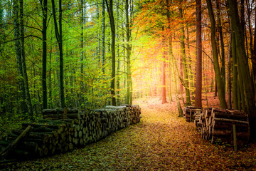 Wall Mural - gold and green autumn in the forest in poland