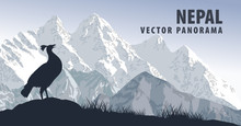 Vector Panorama Of Nepal With Himalayan Monal