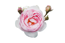 Hybrid White And Pink Roses, With Three Buds, On White Isolated Background, Close-up