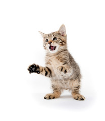 Wall Mural - Cute tabby kitten on white background