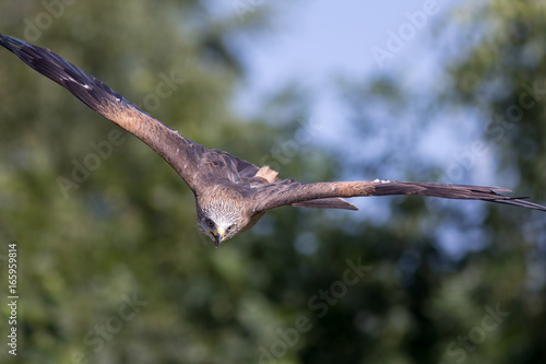Bird Of Prey Attacking Animal Hunting Red Kite In High