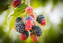 Blackberries Ripening And Mature In A Garden