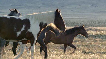 Wall Mural - Wild horses walking as the sun rises over the mountain top