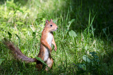 young squirrel with red fur standing in green fresh grass. closeup squirrel on lawn.