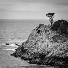 Black And White Of A Lone Cypress Tree On A Rocky Outcrop On The California Coast