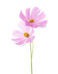 Poster -  Two light pink Cosmos flowers isolated on white background. Garden Cosmos