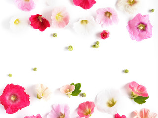 Wall Mural - Pink mallow flowers isolated on white background. Abstract floral composition. Flower pattern. Frame of plants and flowers. Top view, flat lay.