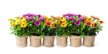 Beautiful  Colorful Daisy Flowers In Small Pots Decorated With Sackcloth Isolated On White