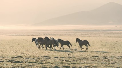 Wall Mural - Small group of wild horses running across golden field