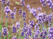 Honey Bee On A Lavender Flower, Chiba, Japan