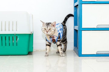 Poster - Cute American shorthair cat wearing grid shirt with neck tie and standing on the floor