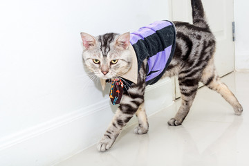 Poster - Cute American shorthair cat wearing grid shirt with neck tie and standing on the floor