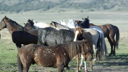 Wall Mural - Two horses playing next to herd standing around.
