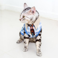 Poster - Cute American shorthair cat wearing grid shirt with neck tie and standing on the floor