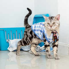 Canvas Print - Cute American shorthair cat wearing grid shirt with neck tie and standing on the floor